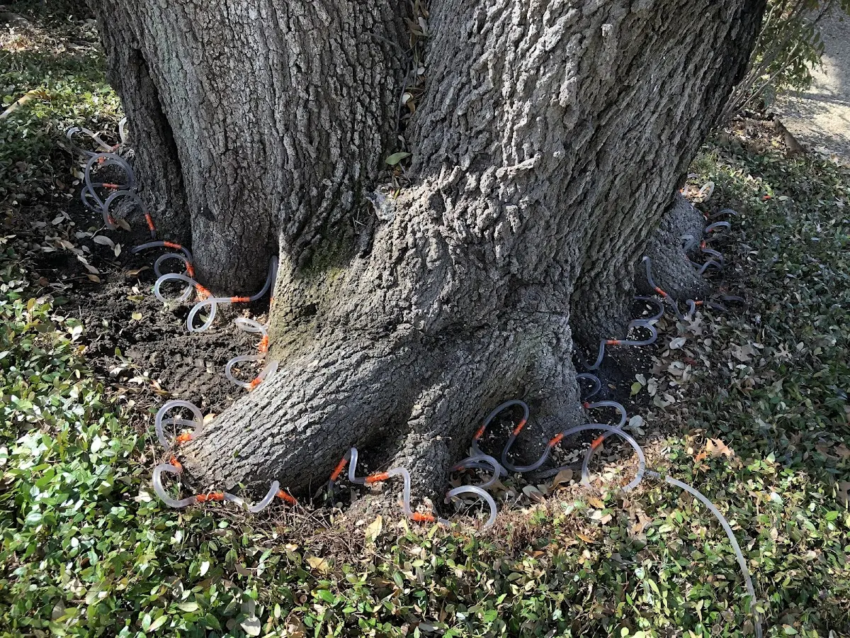 Detailed Tree Cabling and Bracing job site in Milesburg