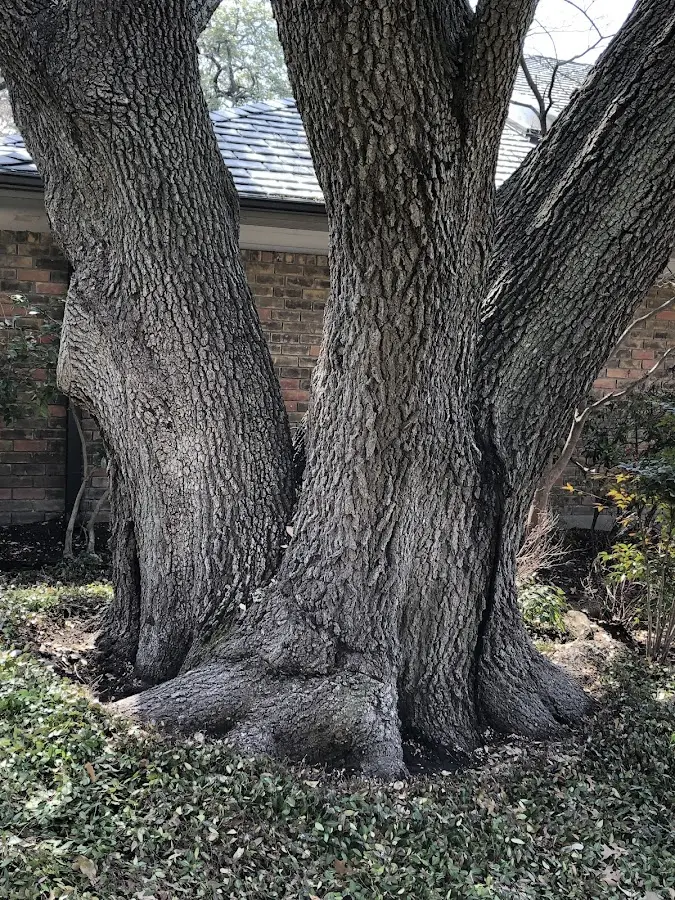 Mature heritage tree close to a Milesburg property cared for by certified arborists